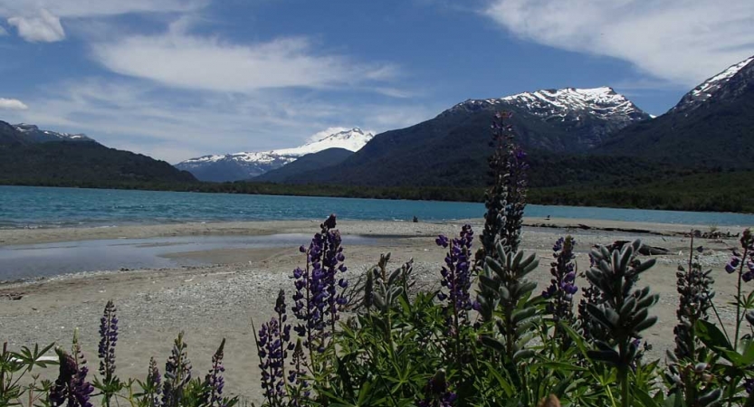 In the foreground, purple flowers jut upwards over a sandy beach. Beyond the beach is a blue body of water, framed by snow-capped mountains. 